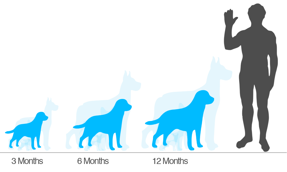 Black Lab Size Chart